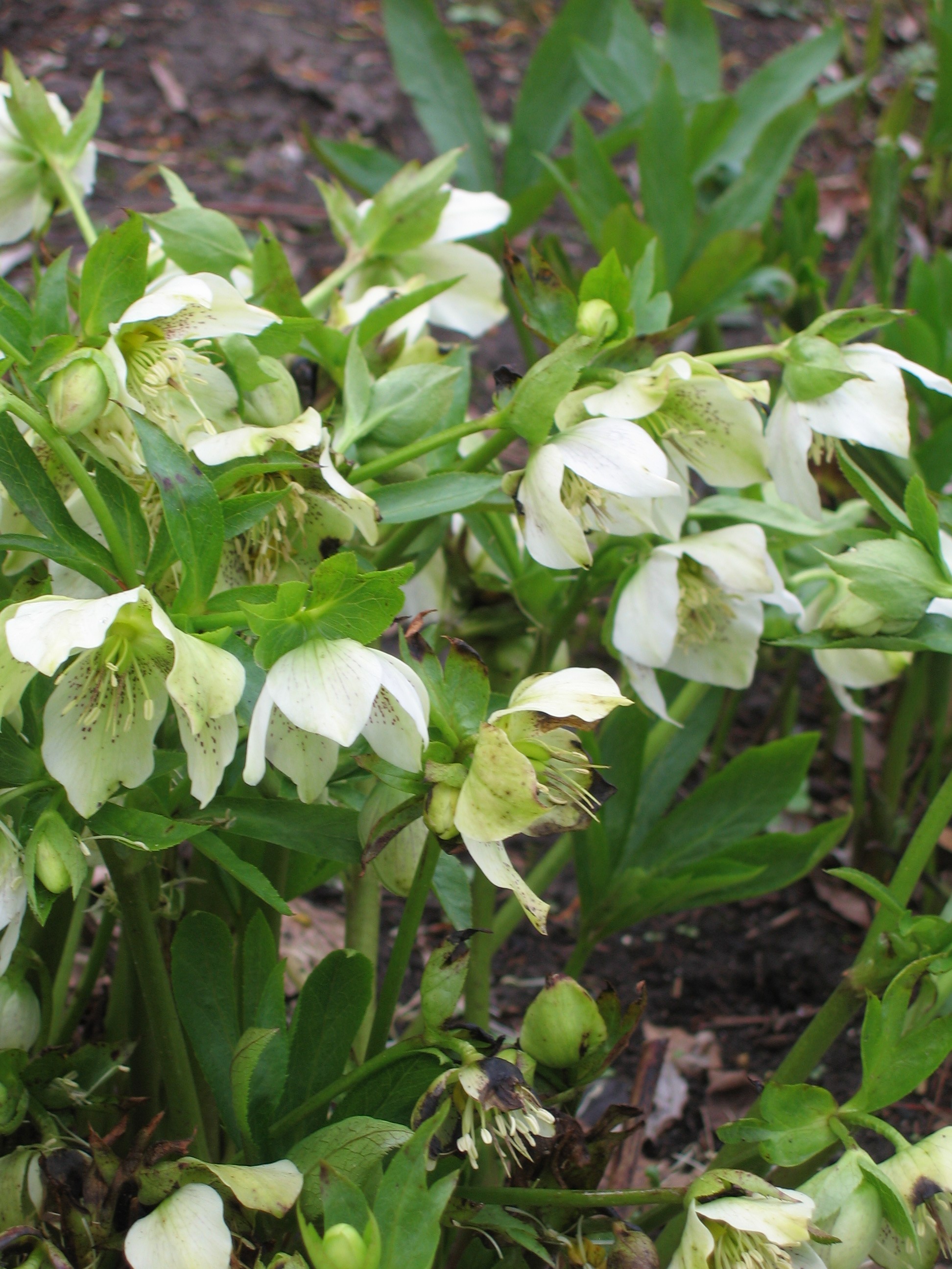 Publiekswandeling Arboretum Munnike Park: Uitbottende knoppen. @ 't Weetpunt